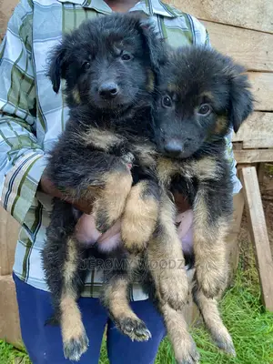 1-3 months Male Purebred German Shepherd