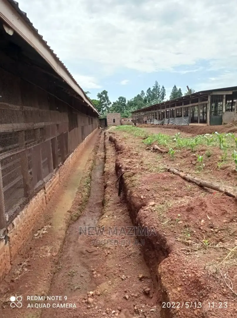 Poultry Farm on Two Acres on Quicksale in Mukono Kayunga