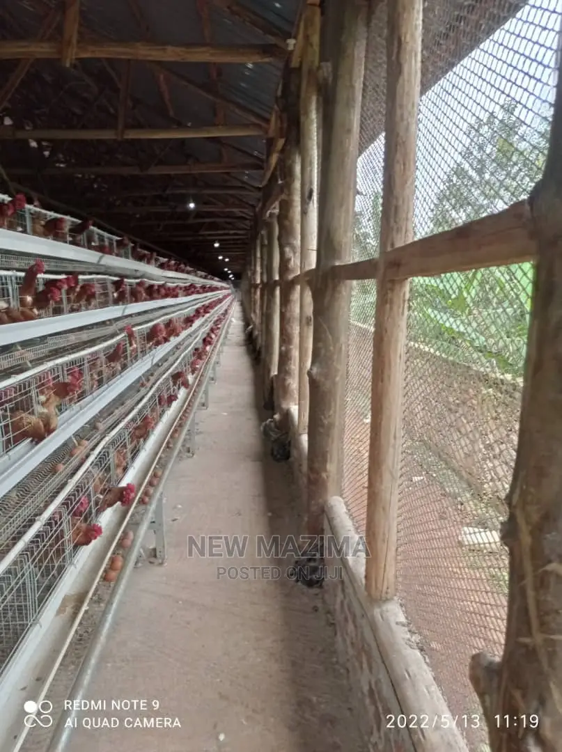 Poultry Farm on Two Acres on Quicksale in Mukono Kayunga