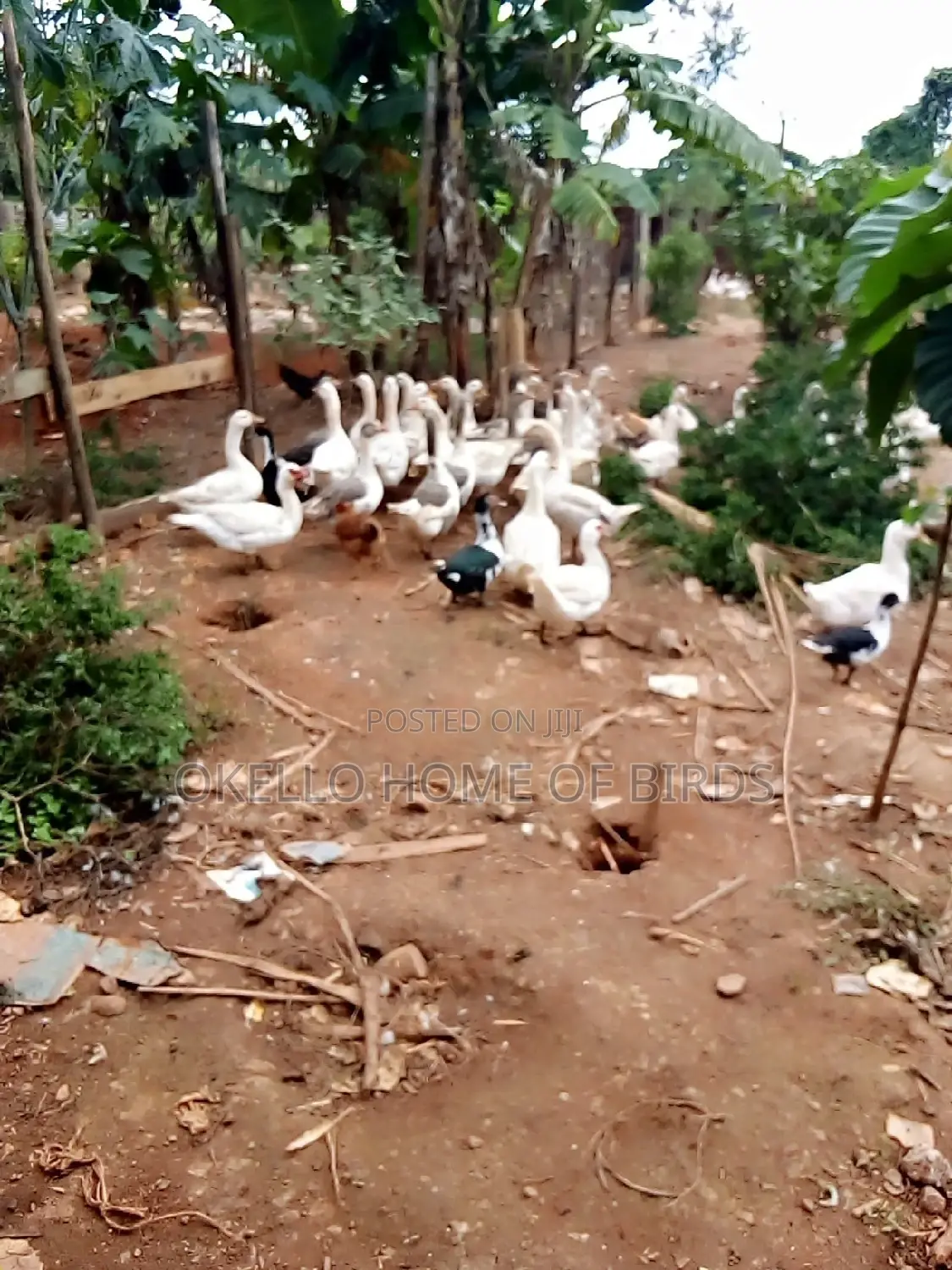 Mature Geese for Sell