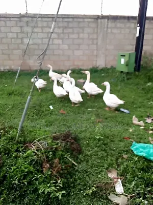 Pure White Geese for Rearing