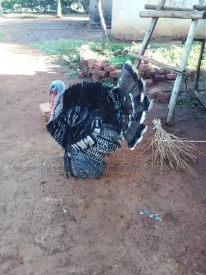 Big Male Turkey for Meat