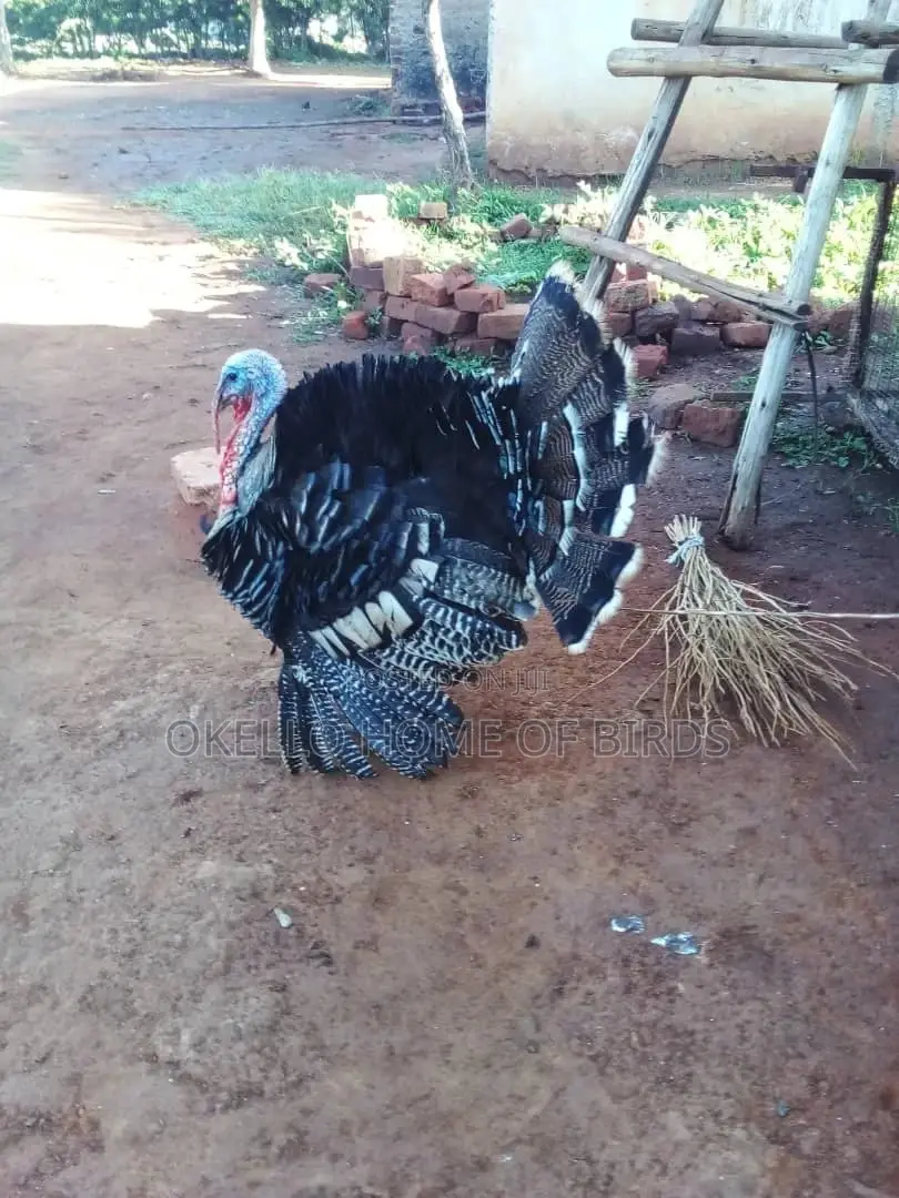 Big Male Turkey for Meat