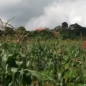 Ten Acres Onquicksale Inheart of Kawuku Ntebe Rd Ready Title