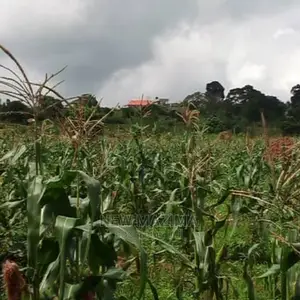 Ten Acres Onquicksale Inheart of Kawuku Ntebe Rd Ready Title