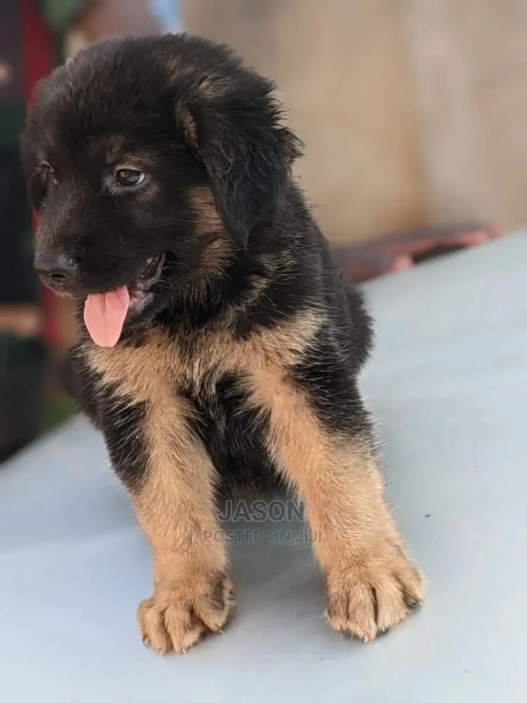 1-3 Month Male Purebred German Shepherd