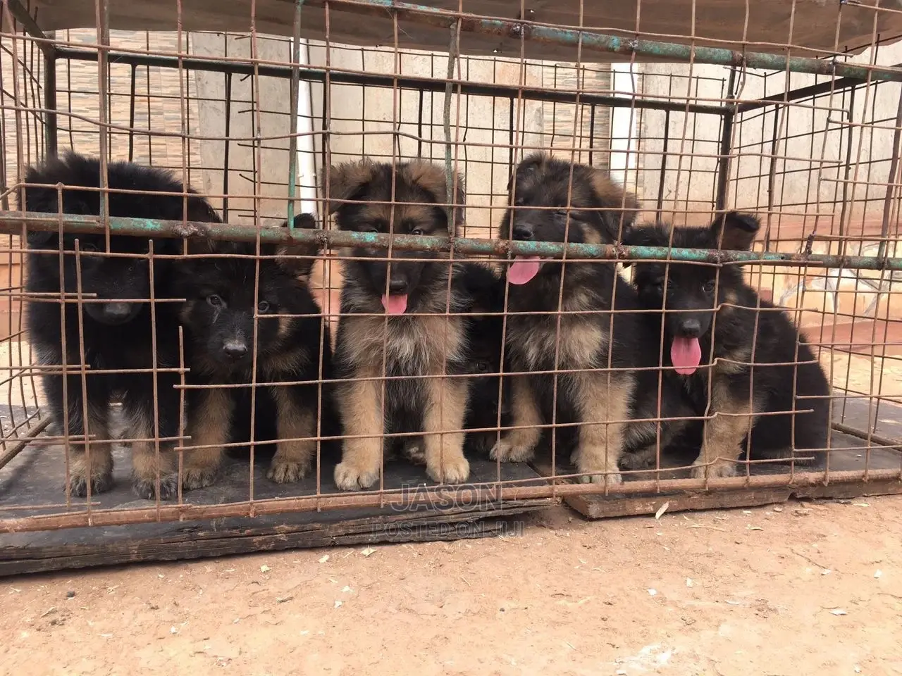 1-3 Month Male Purebred German Shepherd