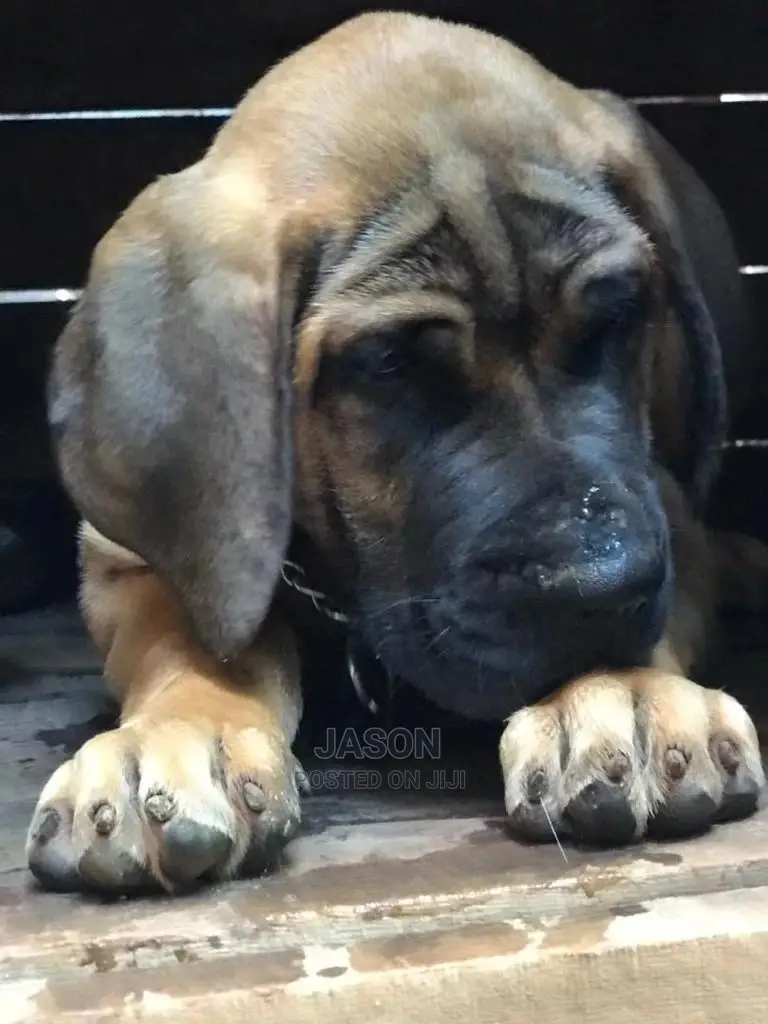 3-6 Month Male Purebred Boerboel