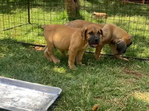 3-6 Month Male Purebred Boerboel