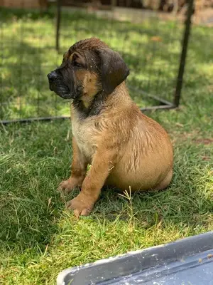 3-6 Month Male Purebred Boerboel