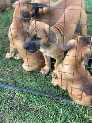 3-6 Month Male Purebred Boerboel