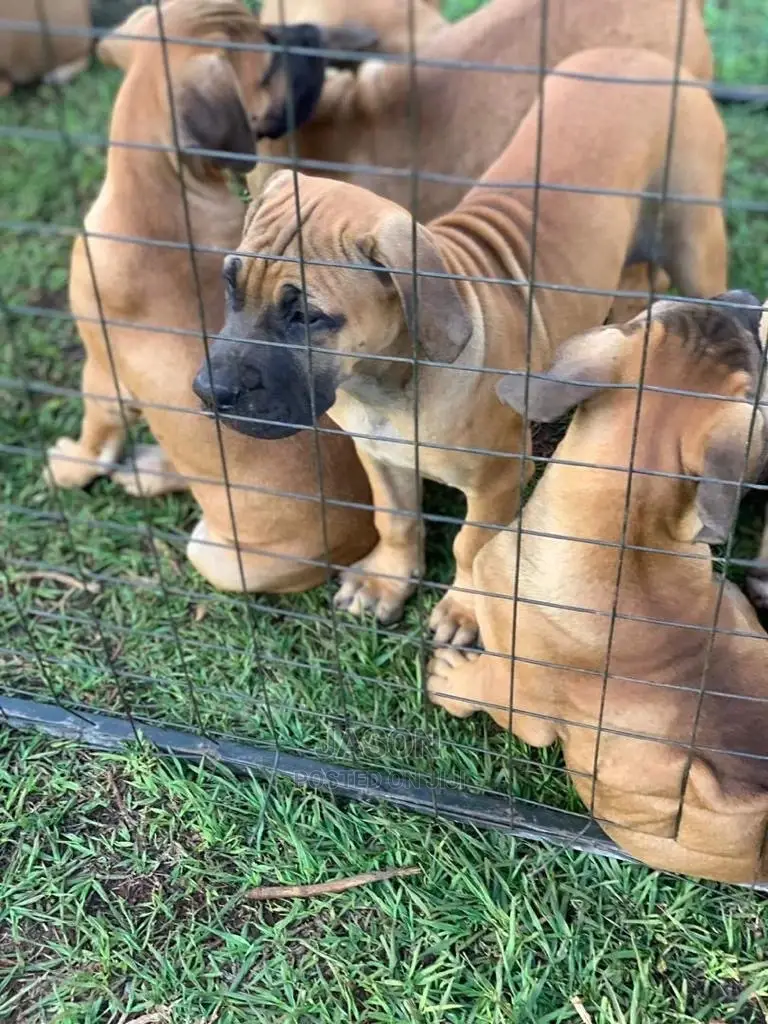 3-6 Month Male Purebred Boerboel