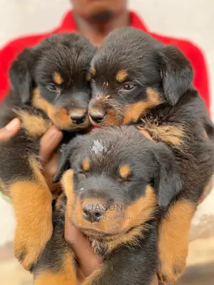 1-3 months Male Purebred Rottweiler