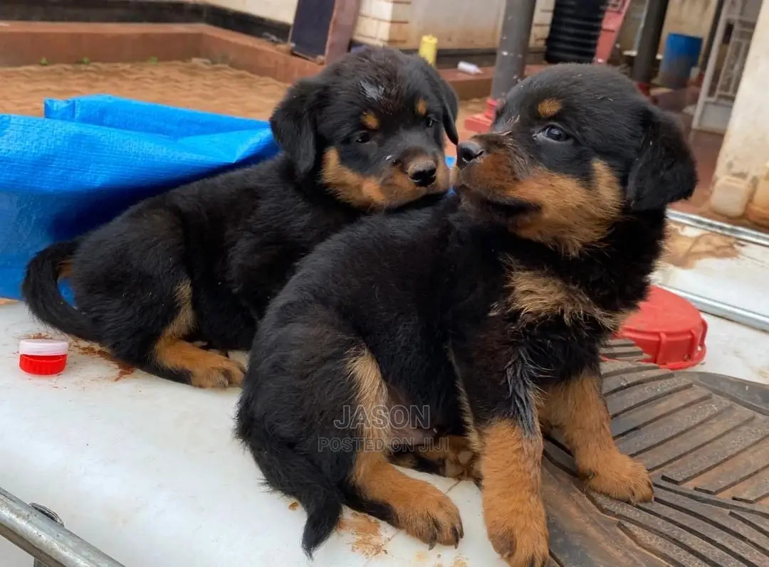 1-3 months Male Purebred Rottweiler