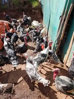 Turkeys for Meat and Rearing