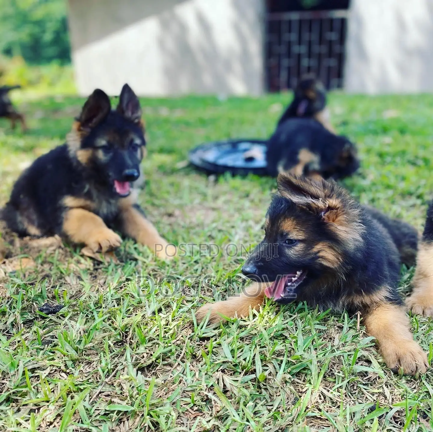 1-3 Month Female Purebred German Shepherd