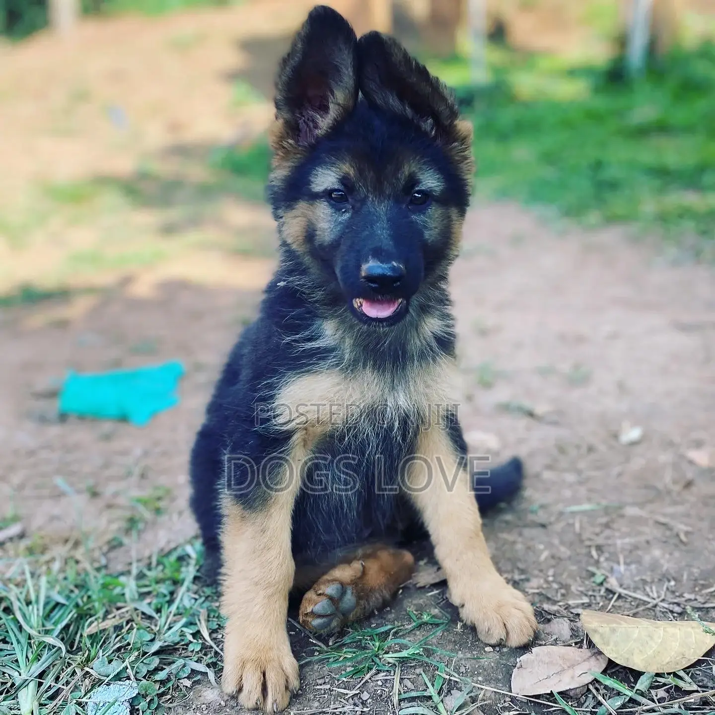 1-3 Month Female Purebred German Shepherd