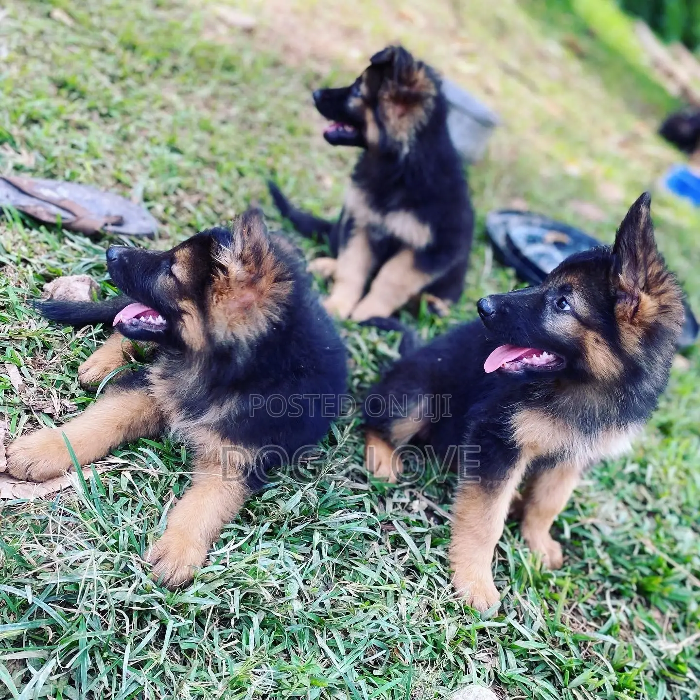 1-3 Month Female Purebred German Shepherd