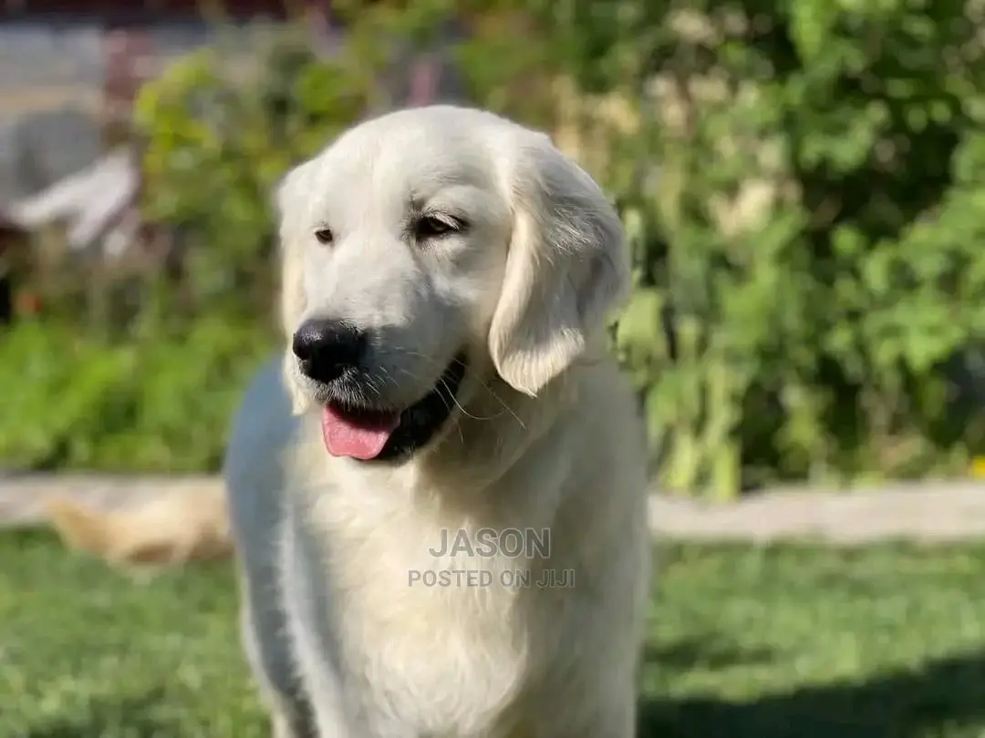 1-3 Month Male Purebred Labrador Retriever