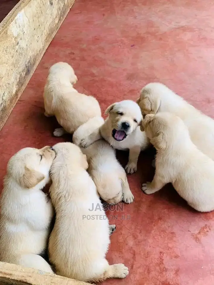 1-3 Month Male Purebred Labrador Retriever