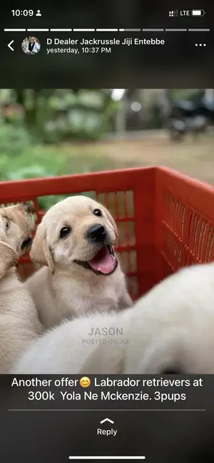 1-3 Month Male Purebred Labrador Retriever