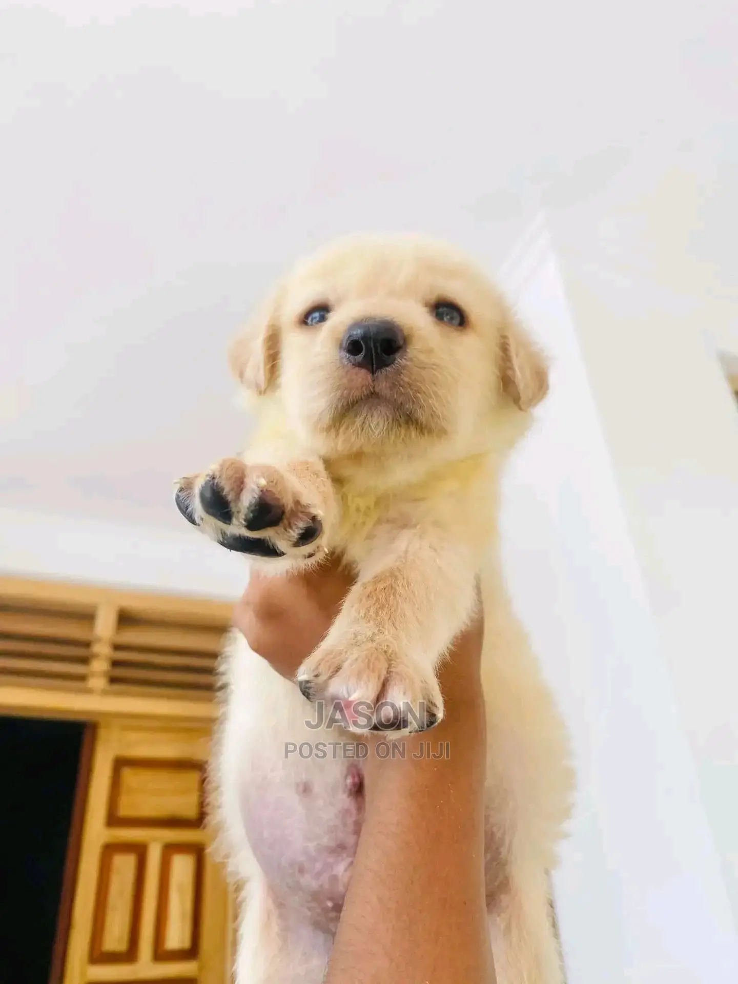1-3 Month Male Purebred Labrador Retriever