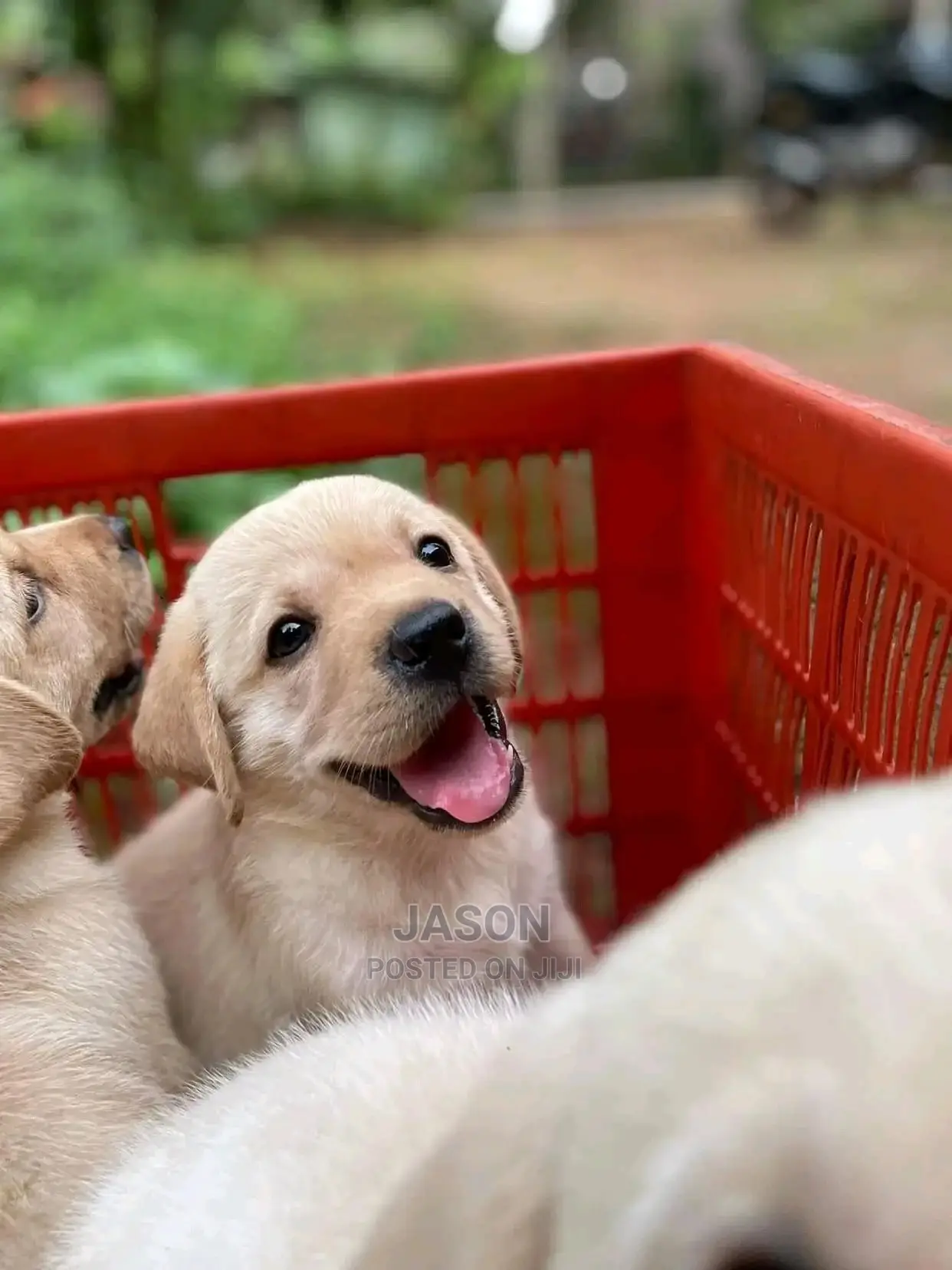 1-3 Month Male Purebred Labrador Retriever