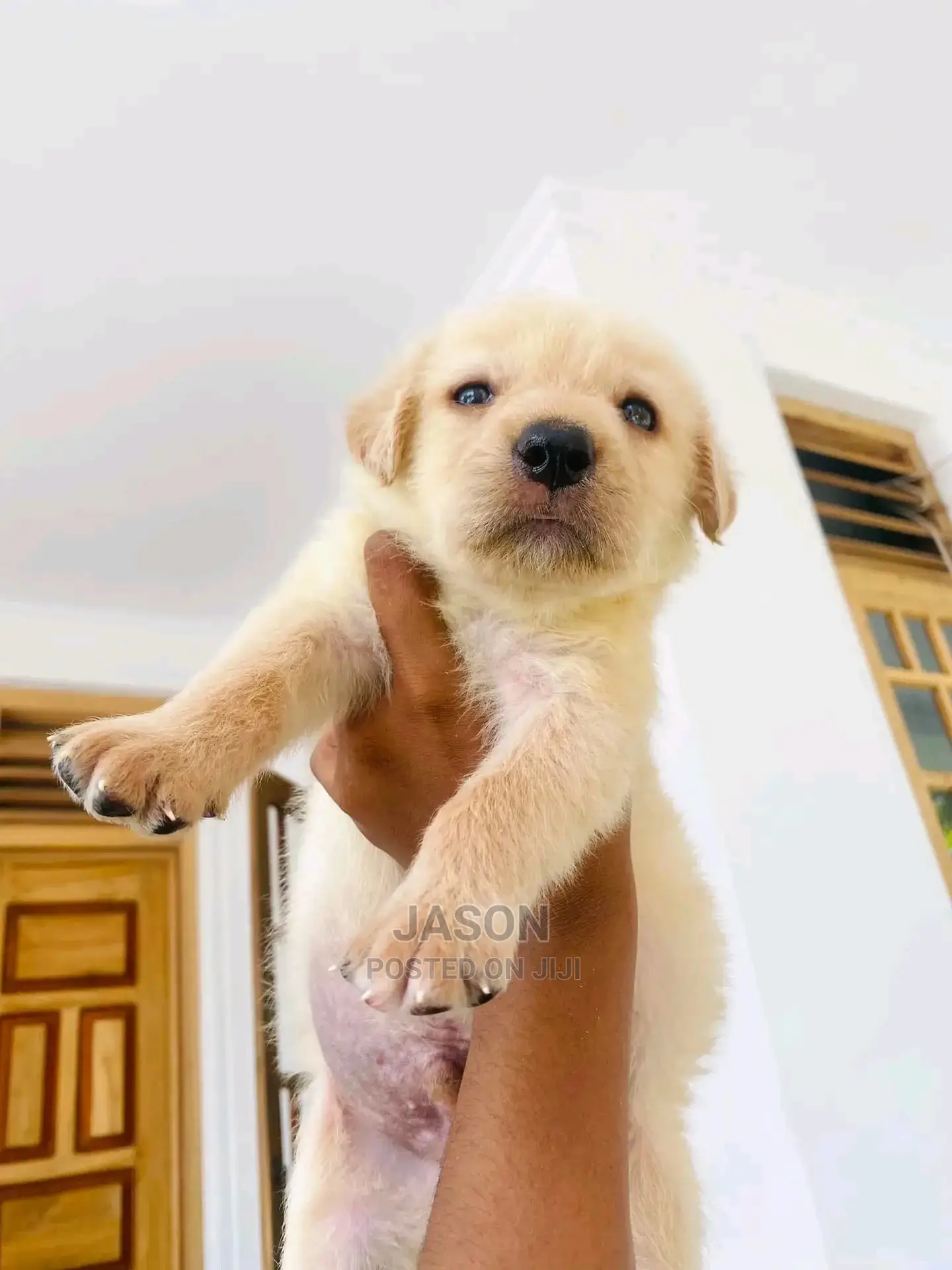 1-3 Month Male Purebred Labrador Retriever
