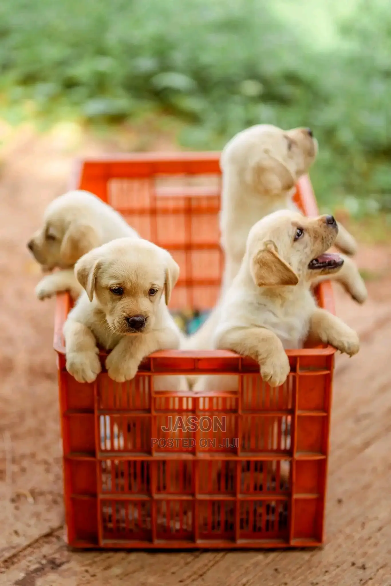 1-3 Month Male Purebred Labrador Retriever