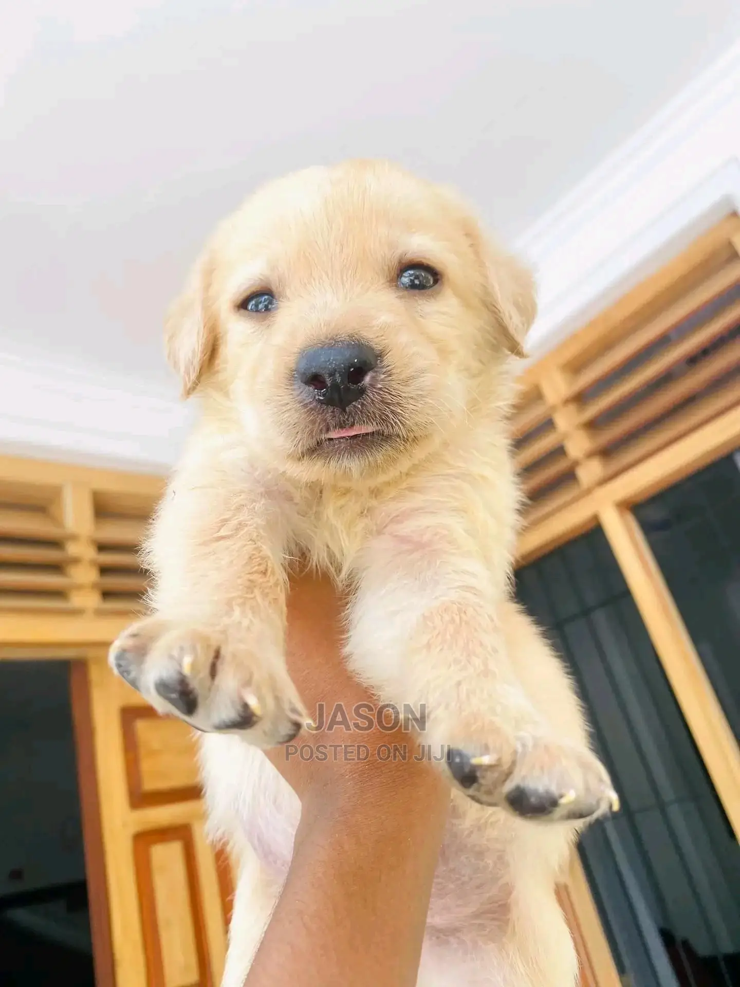 1-3 Month Male Purebred Labrador Retriever