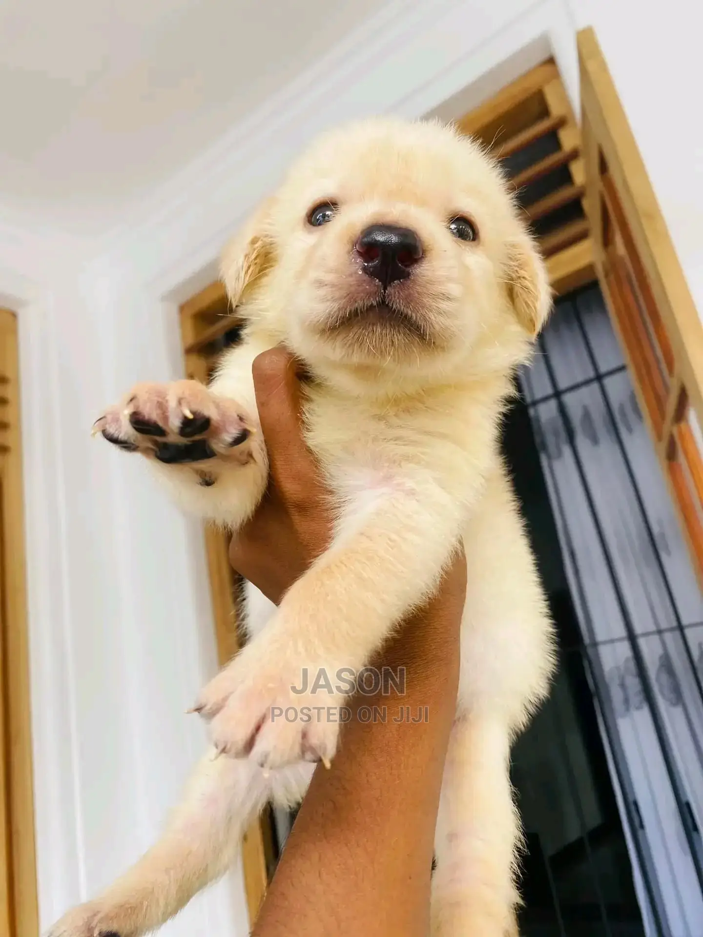 1-3 Month Male Purebred Labrador Retriever