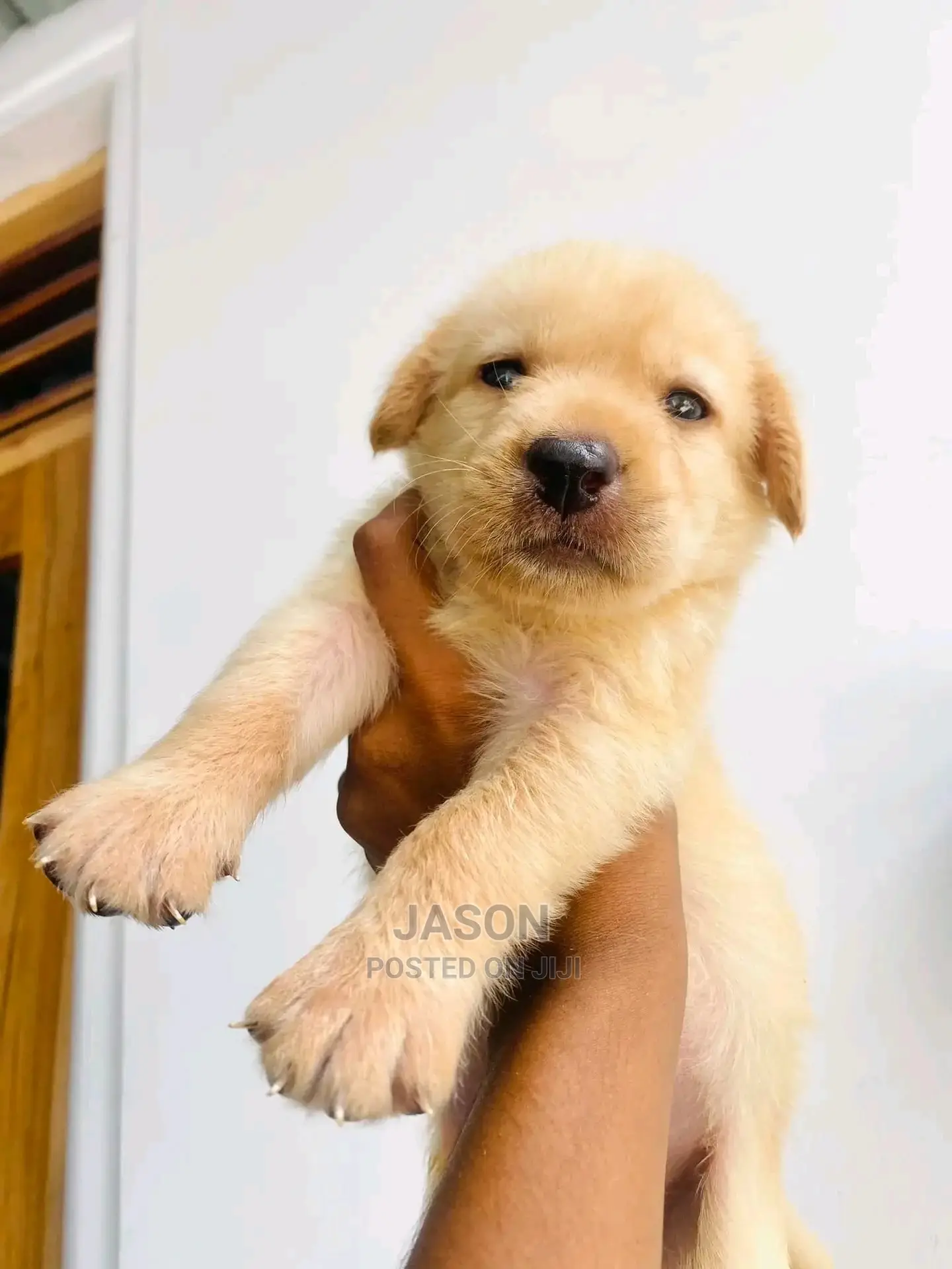 1-3 Month Male Purebred Labrador Retriever