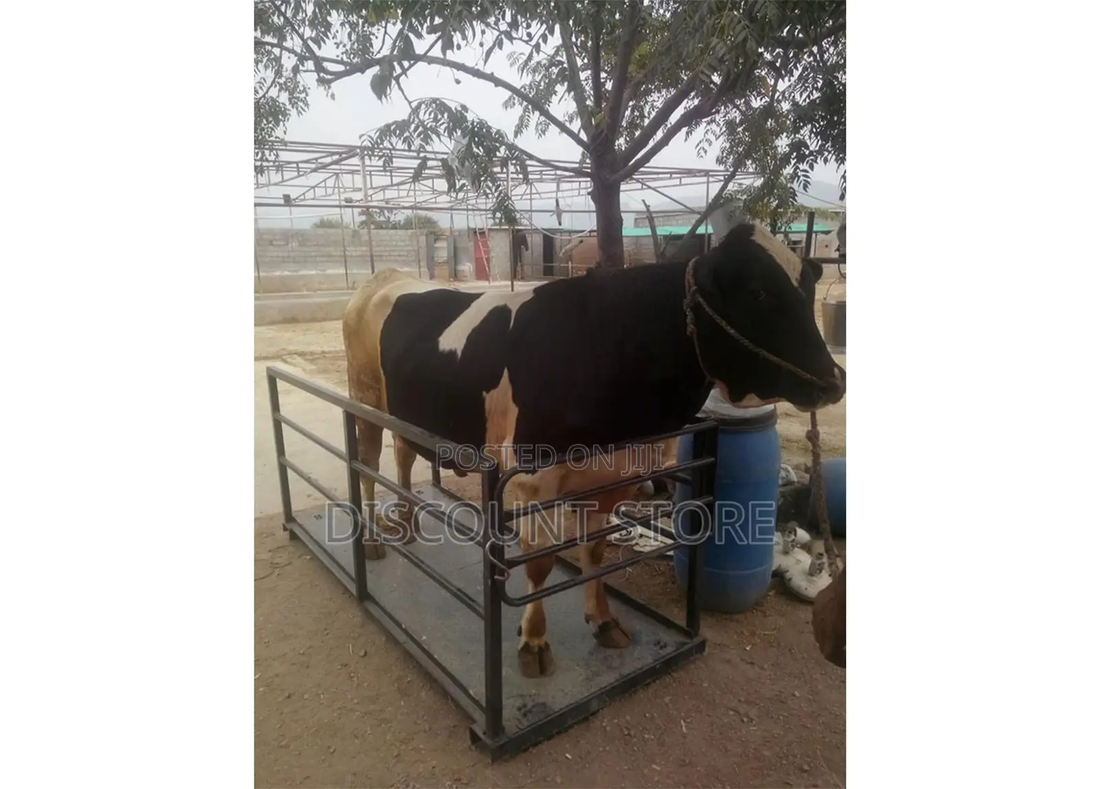 Animal Farming Floor Weighing Platform Scales.