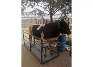 Animal Farming Floor Weighing Platform Scales.