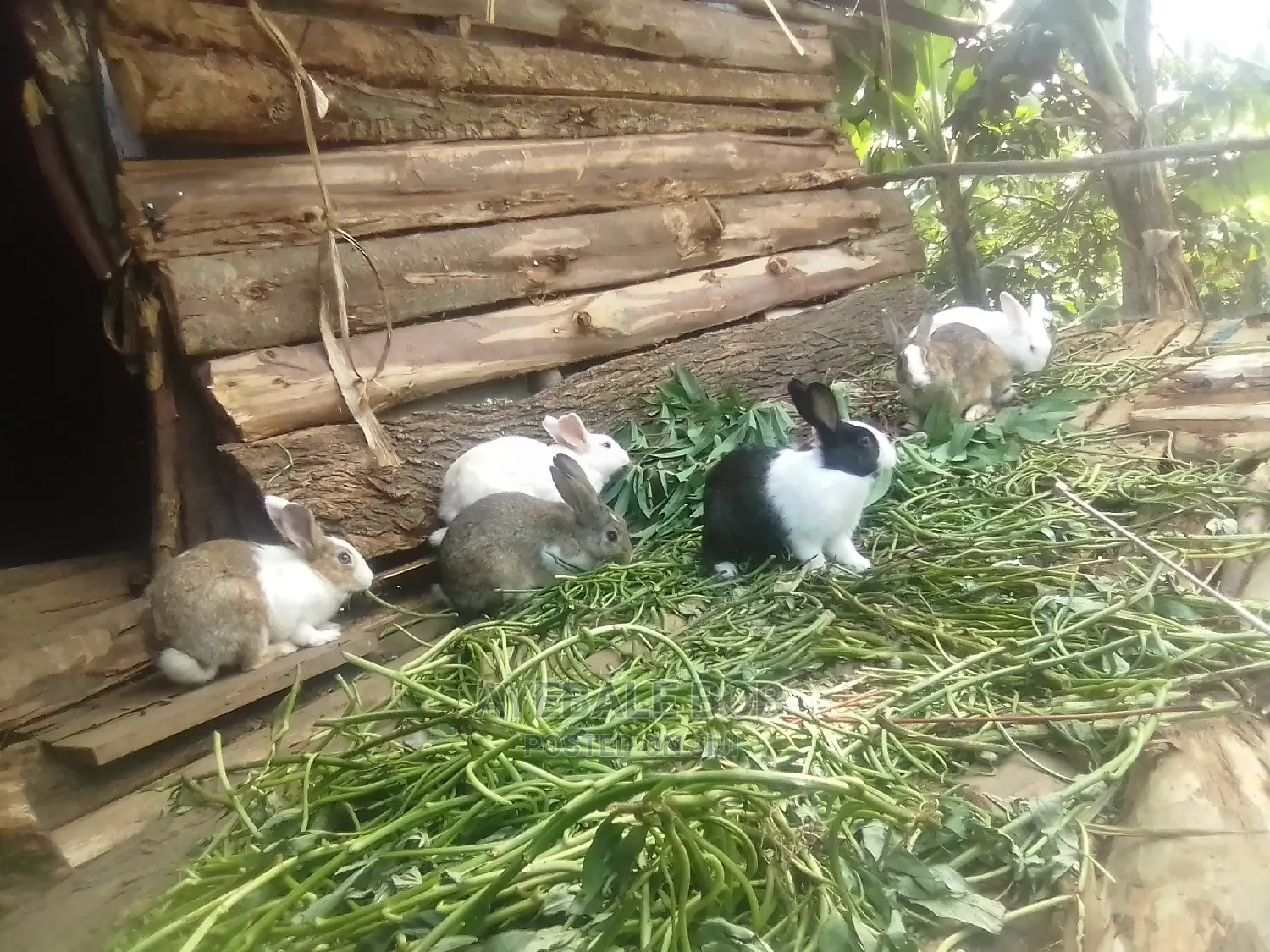 Best Quality Rabbits at Cheap Price