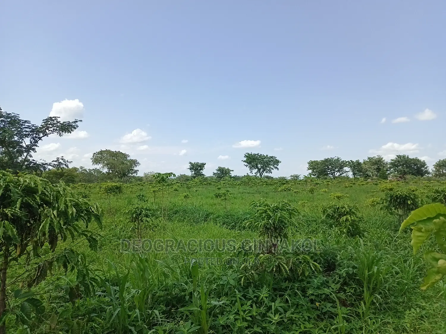 Northern Uganda Virgin Fertile Land Touching Rivernile(Amuru