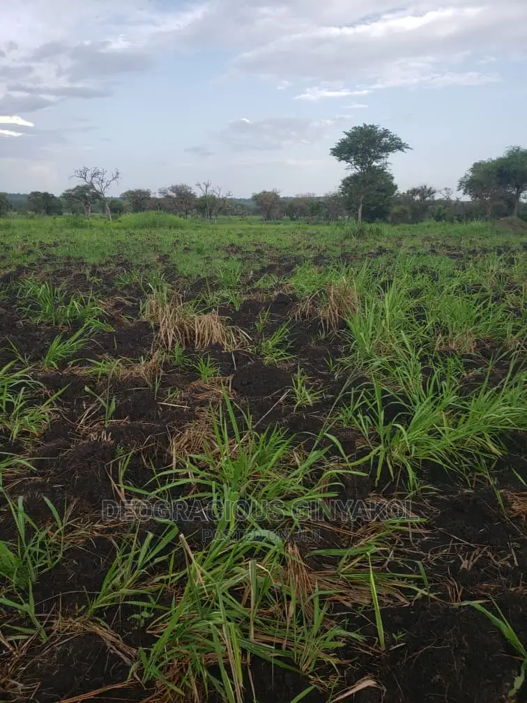 Northern Uganda Virgin Fertile Land Touching Rivernile(Amuru