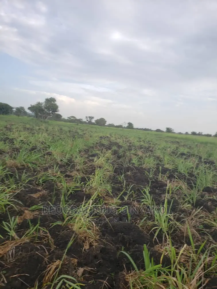 Northern Uganda Virgin Fertile Land Touching Rivernile(Amuru