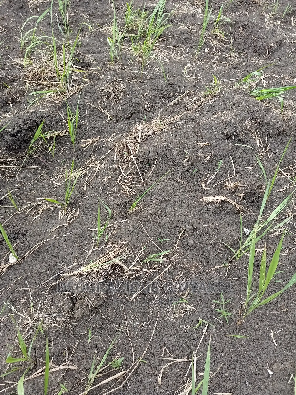 Northern Uganda Virgin Fertile Land Touching Rivernile(Amuru