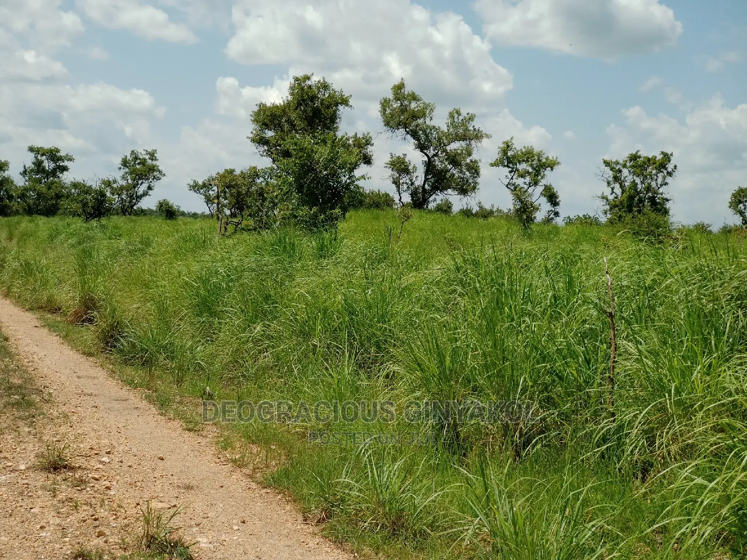 Northern Uganda Virgin Fertile Land Touching Rivernile(Amuru