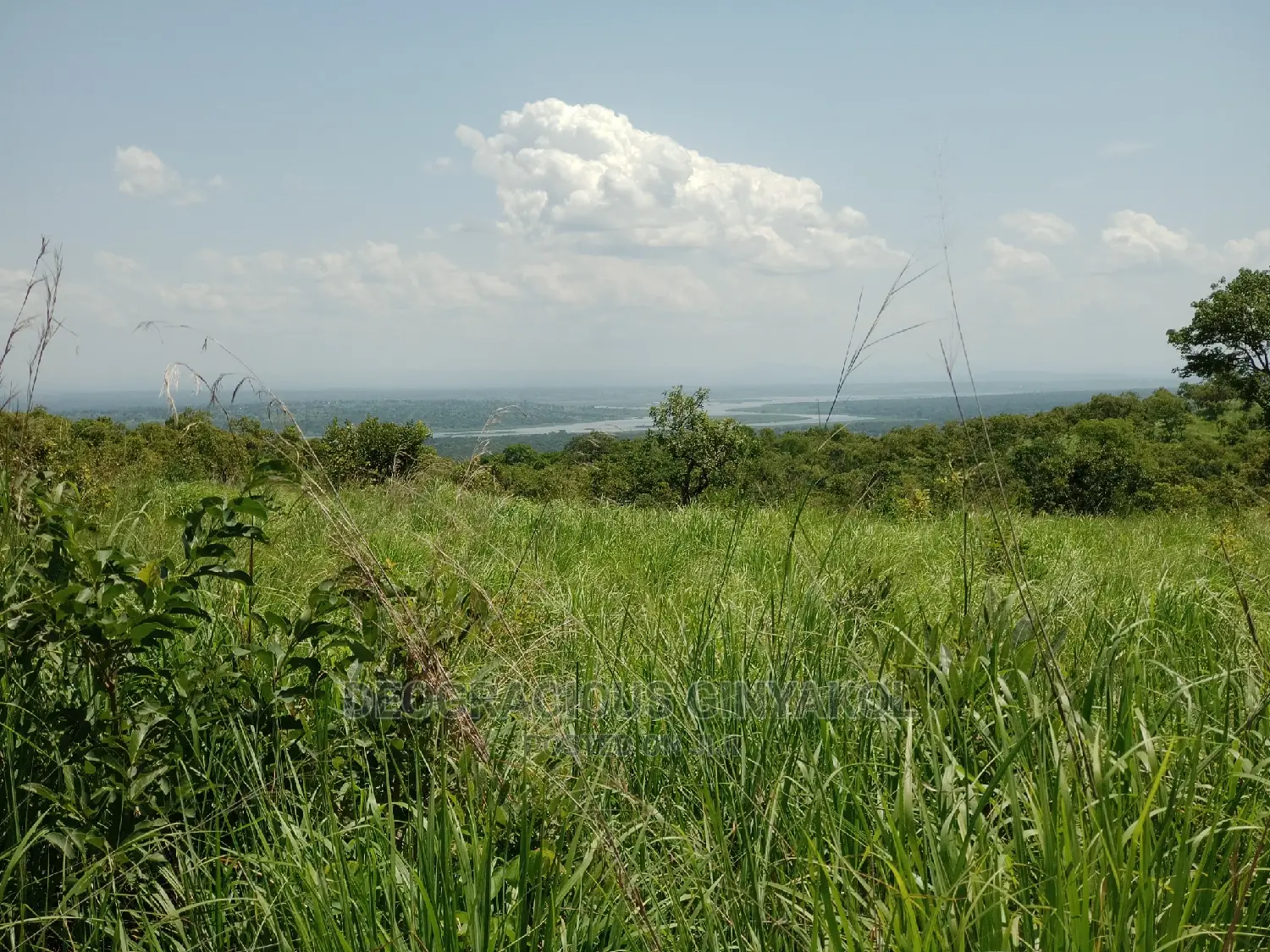 Northern Uganda Virgin Fertile Land Touching Rivernile(Amuru