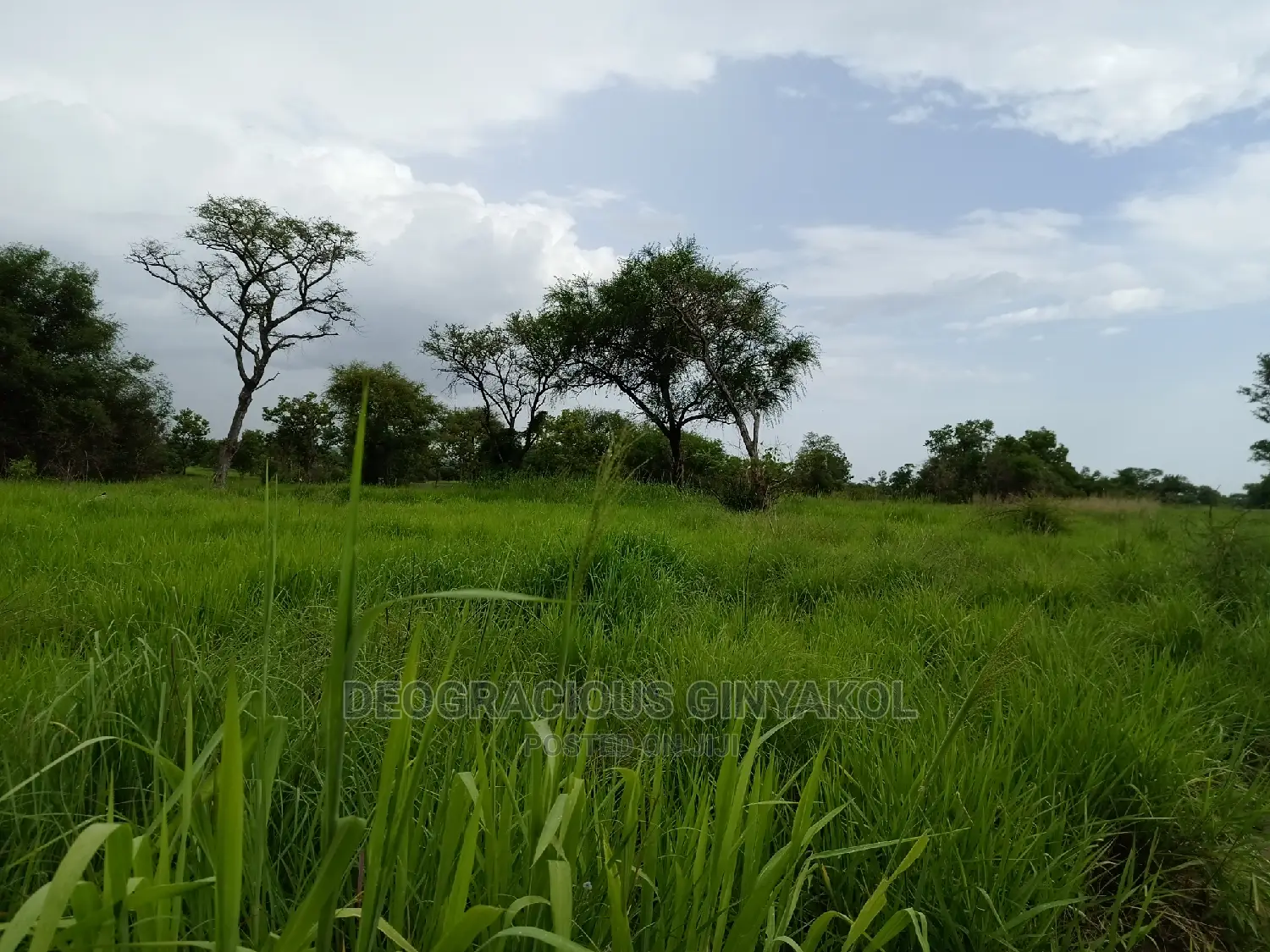 Northern Uganda Virgin Fertile Land Touching Rivernile(Amuru