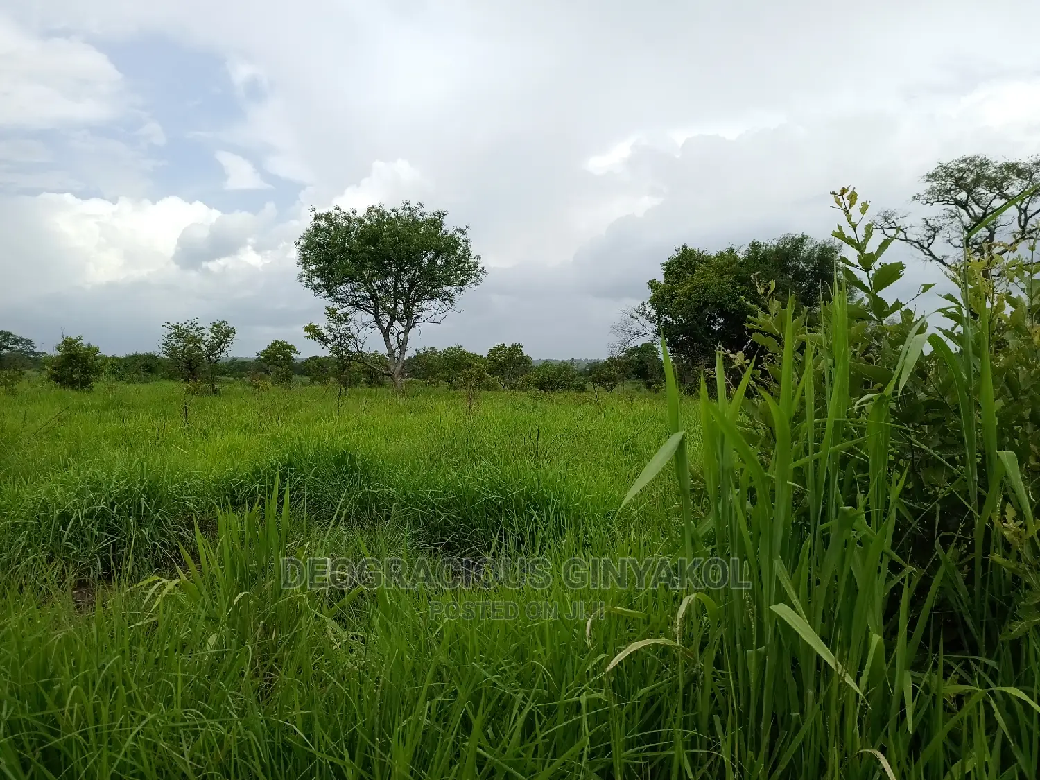 Northern Uganda Virgin Fertile Land Touching Rivernile(Amuru