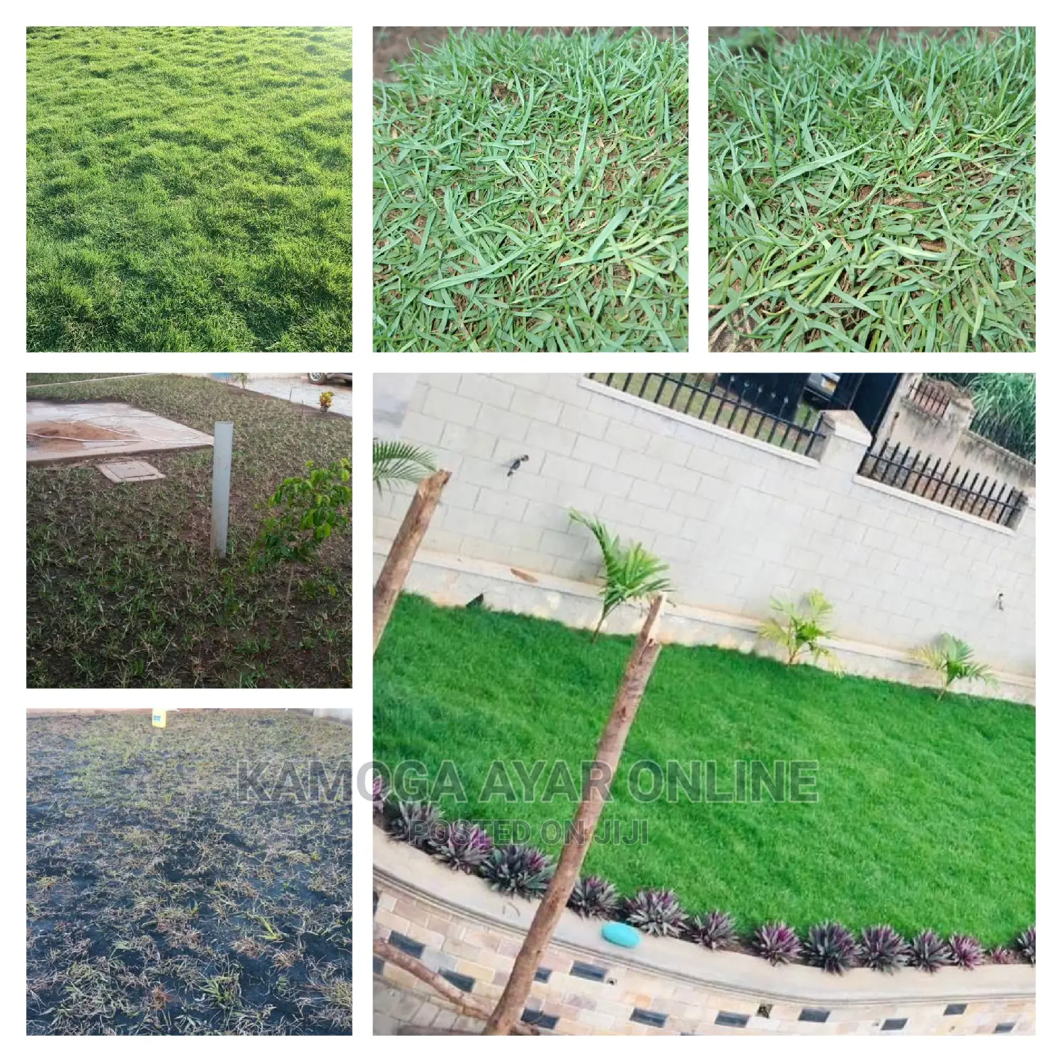 Zimbabwe Paspalum Grass Carpet