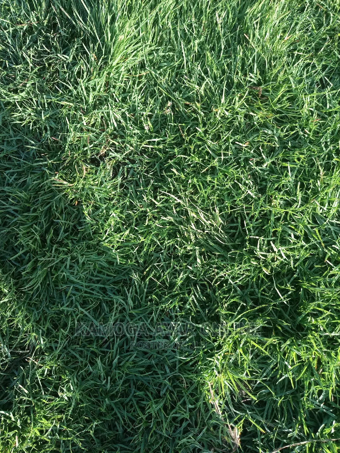 Natural Grass Carpets