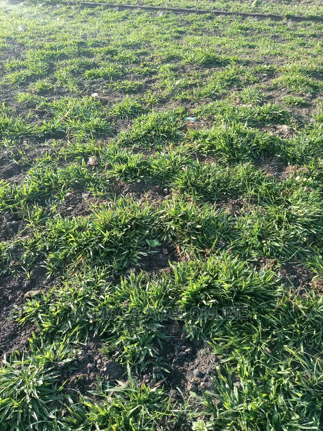 Natural Grass Carpets.