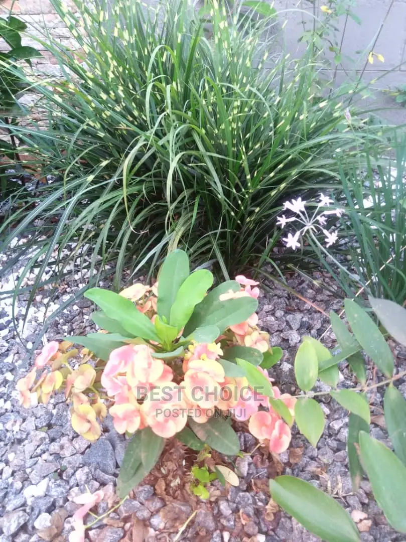 Gardening, Beautiful Plants, Land Scraping, Compound Designs