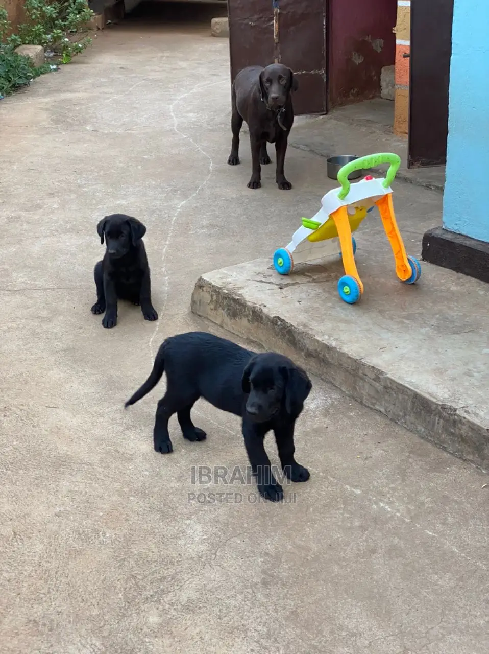 1-3 months Male Purebred Labrador Retriever