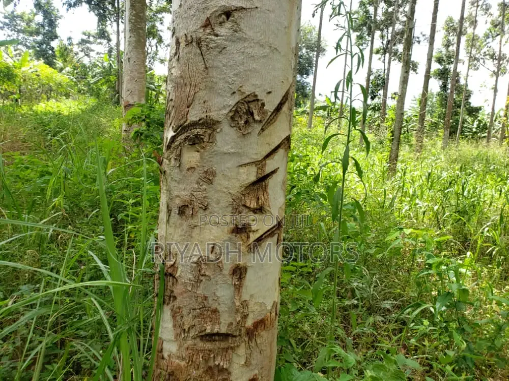Eucalyptus Trees Sitted on 4acres