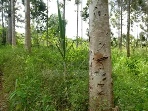 Eucalyptus Trees Sitted on 4acres